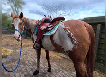 American Quarter Horse, Mare, 10 years, 14.2 hh, Overo-all-colors