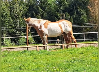 American Quarter Horse, Mare, 10 years, 14.2 hh, Overo-all-colors