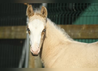 American Quarter Horse, Mare, 10 years, 14,2 hh, Overo-all-colors