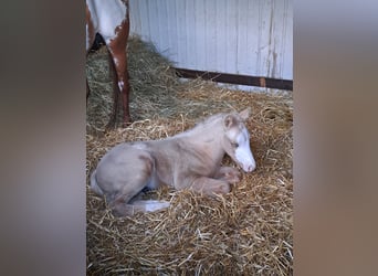 American Quarter Horse, Mare, 10 years, 14.2 hh, Overo-all-colors