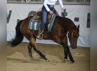 American Quarter Horse, Mare, 10 years, 14.2 hh