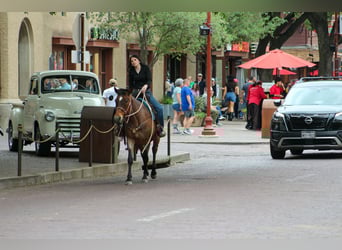 American Quarter Horse, Mare, 10 years, 14.2 hh, Roan-Bay