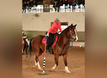American Quarter Horse, Mare, 10 years, 14.2 hh, Tobiano-all-colors