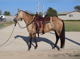 American Quarter Horse, Mare, 10 years, 14.3 hh, Buckskin