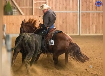 American Quarter Horse, Mare, 10 years, 14,3 hh, Chestnut-Red