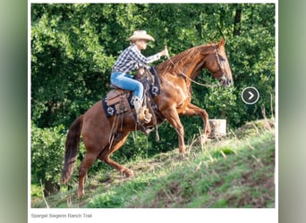 American Quarter Horse, Mare, 10 years, 14,3 hh, Chestnut-Red