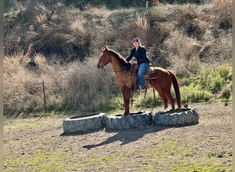 American Quarter Horse, Mare, 10 years, 14,3 hh, Chestnut