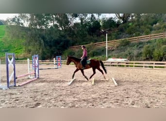 American Quarter Horse, Mare, 10 years, 14,3 hh, Chestnut