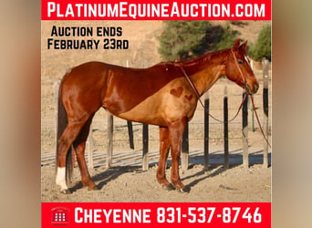 American Quarter Horse, Mare, 10 years, 14,3 hh, Chestnut