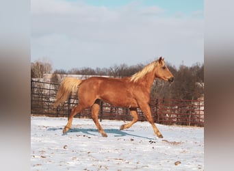 American Quarter Horse, Mare, 10 years, 14,3 hh, Palomino