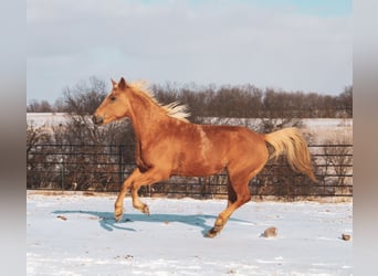 American Quarter Horse, Mare, 10 years, 14,3 hh, Palomino