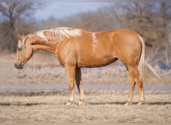 American Quarter Horse, Mare, 10 years, 14,3 hh, Palomino