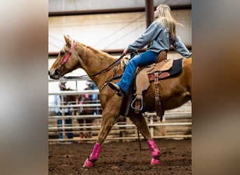 American Quarter Horse, Mare, 10 years, 14,3 hh, Palomino