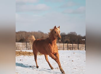 American Quarter Horse, Mare, 10 years, 14,3 hh, Palomino