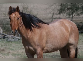 American Quarter Horse, Mare, 10 years, 14,3 hh