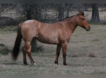 American Quarter Horse, Mare, 10 years, 14,3 hh