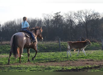 American Quarter Horse, Mare, 10 years, 14,3 hh