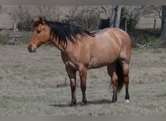 American Quarter Horse, Mare, 10 years, 14,3 hh