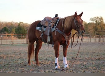 American Quarter Horse, Mare, 10 years, 14.3 hh, Sorrel