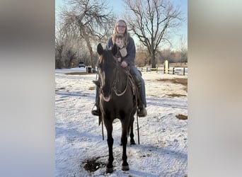 American Quarter Horse, Mare, 10 years, 14 hh, Black