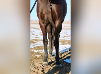 American Quarter Horse, Mare, 10 years, 14 hh, Black