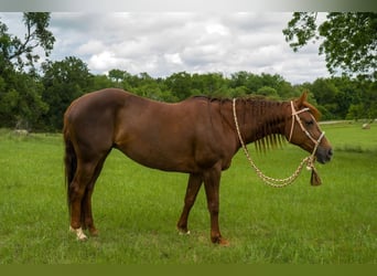 American Quarter Horse, Mare, 10 years, 14 hh, Brown