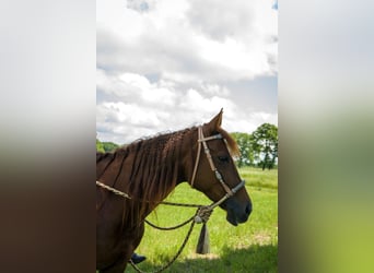 American Quarter Horse, Mare, 10 years, 14 hh, Brown