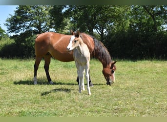 American Quarter Horse, Mare, 10 years, 14 hh, Brown