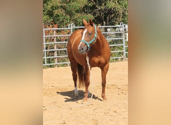 American Quarter Horse, Mare, 10 years, 14 hh, Chestnut-Red
