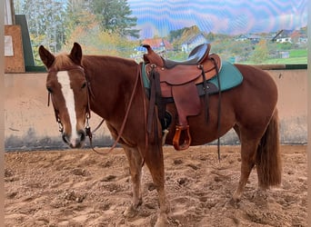 American Quarter Horse Mix, Mare, 10 years, 14,1 hh, Chestnut-Red