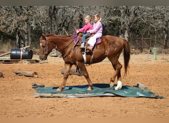 American Quarter Horse, Mare, 10 years, 14,2 hh, Sorrel
