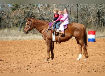 American Quarter Horse, Mare, 10 years, 14,2 hh, Sorrel