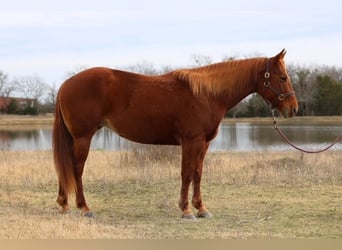 American Quarter Horse, Mare, 10 years, 14,3 hh, Sorrel