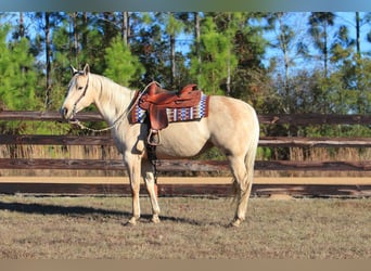 American Quarter Horse, Mare, 10 years, 15.1 hh, Palomino