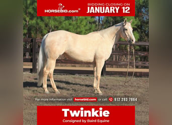 American Quarter Horse, Mare, 10 years, 15.1 hh, Palomino