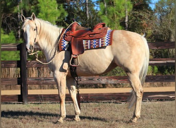 American Quarter Horse, Mare, 10 years, 15.1 hh, Palomino