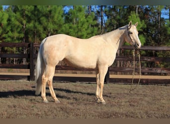 American Quarter Horse, Mare, 10 years, 15.1 hh, Palomino