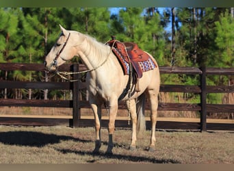 American Quarter Horse, Mare, 10 years, 15.1 hh, Palomino