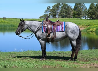 American Quarter Horse, Mare, 10 years, 15.1 hh, Roan-Blue