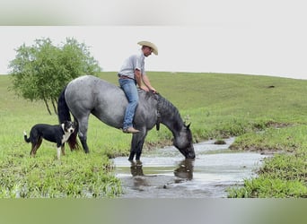 American Quarter Horse, Mare, 10 years, 15.1 hh, Roan-Blue