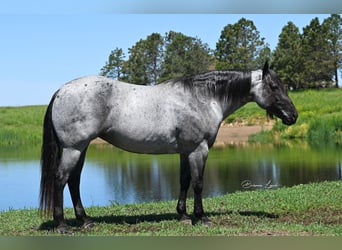 American Quarter Horse, Mare, 10 years, 15.1 hh, Roan-Blue