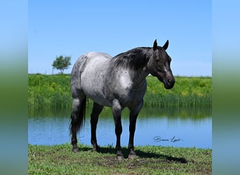 American Quarter Horse, Mare, 10 years, 15.1 hh, Roan-Blue