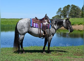 American Quarter Horse, Mare, 10 years, 15.1 hh, Roan-Blue