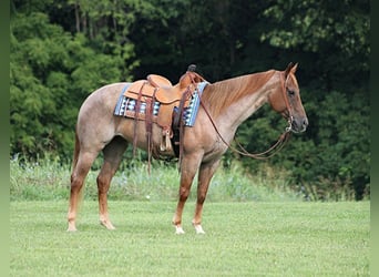 American Quarter Horse, Mare, 10 years, 15,1 hh, Roan-Red