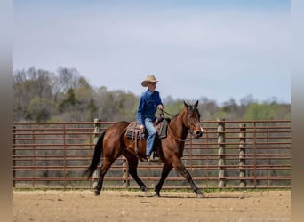 American Quarter Horse, Mare, 10 years, 15.2 hh, Bay