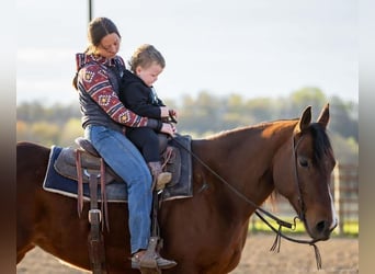 American Quarter Horse, Mare, 10 years, 15.2 hh, Bay