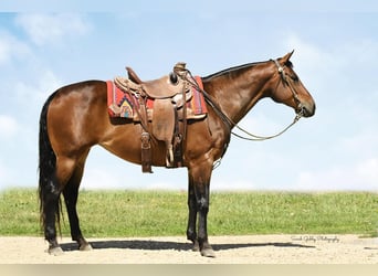 American Quarter Horse, Mare, 10 years, 15.2 hh, Bay