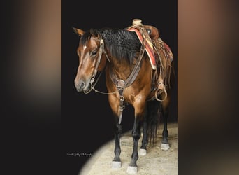 American Quarter Horse, Mare, 10 years, 15.2 hh, Bay