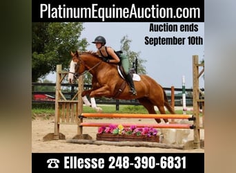 American Quarter Horse, Mare, 10 years, 15.2 hh, Chestnut