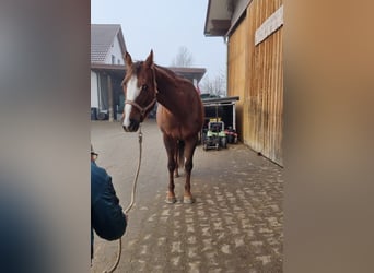 American Quarter Horse, Mare, 10 years, 15,2 hh, Chestnut